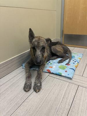A scruffy dog with a brindle coat is lying on a colorful blanket with a space theme, resting on a wooden floor in a room with a beige wall and a wooden door.