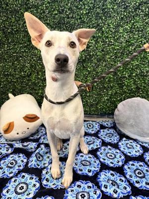 BABY GIRL, Labrador Retriever, young, available for adoption