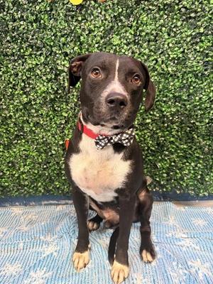 DAKOTA, American Pit Bull Terrier, adult, available for adoption