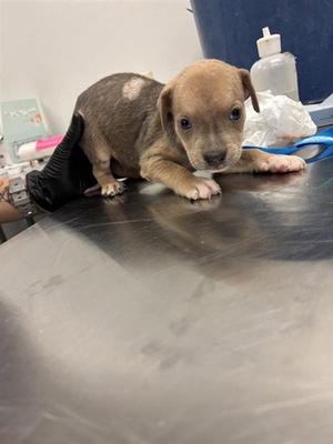 FLOUNDER, Labrador Retriever, puppy, available for adoption