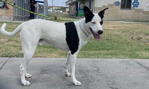 DIPPER, Labrador Retriever, adult, available for adoption