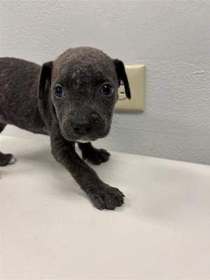AURORA, Labrador Retriever, puppy, available for adoption
