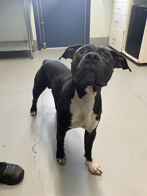DOCTOR DROOLIUS, American Pit Bull Terrier, adult, available for adoption