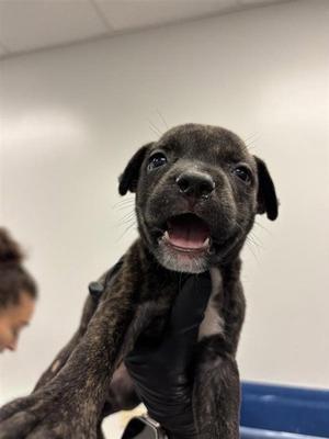 EVANGALINE, Labrador Retriever, puppy, available for adoption