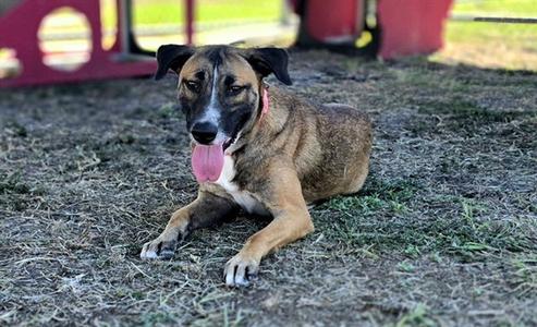BELLE, German Shepherd Dog, young, available for adoption