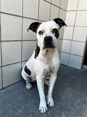 CHICA, American Pit Bull Terrier, adult, available for adoption