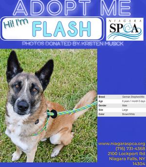 Flash, German Shepherd Dog Mix, adult, available for adoption