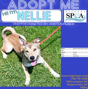Nellie, Siberian Husky and Pit Bull Terrier, available for adoption