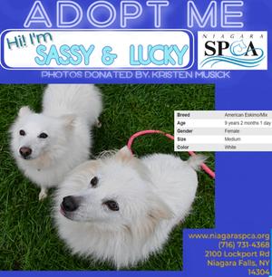 Sassy, American Eskimo Mix, senior, available for adoption