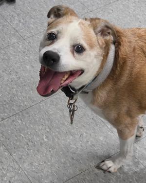 A brown and white dog with a happy expression, standing on a tiled floor.