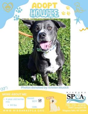 A black and white dog with a pink tongue sticking out, sitting on grass. The dog has a collar with a green tag. The image is framed by a colorful border with text and graphics promoting adoption.