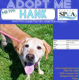 Hank, Labrador Retriever Mix, senior, available for adoption
