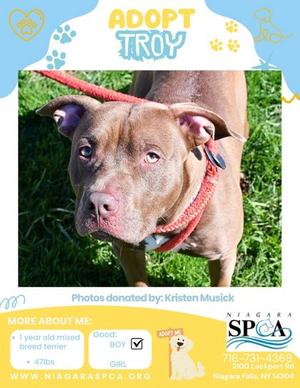Troy, Pit Bull Terrier Mix, young, available for adoption