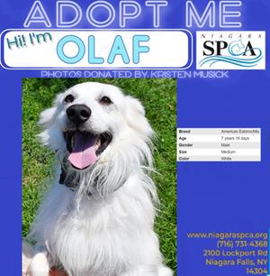 Olaf, American Eskimo Mix, senior, available for adoption