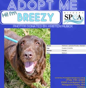 Breezy, Labrador Retriever and Poodle - Standard, senior, available for adoption