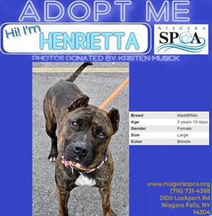 A black and white dog with a pink collar standing on a sidewalk, looking at the camera. The dog has a muscular build and a short coat. The background includes a blue border with text and a website address.