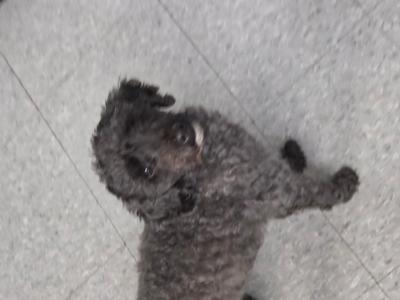 A gray poodle dog standing on its hind legs with its front paws raised, looking up at the camera.