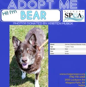 Bear, German Shepherd Dog and Siberian Husky, senior, available for adoption