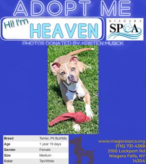 Heaven, Pit Bull Terrier Mix, young, available for adoption