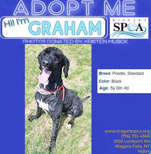 Graham, Poodle - Standard Mix, adult, available for adoption