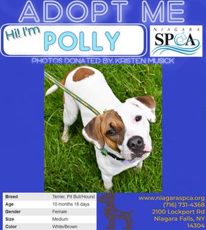 Polly, Pit Bull Terrier and Hound, young, available for adoption