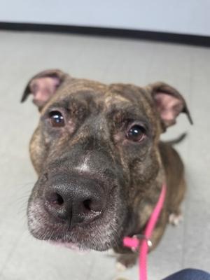 a brown and black brindle dog with floppy ears looking up at the camera