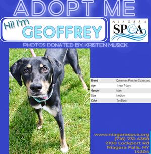 Geoffrey, Doberman Pinscher and English Coonhound (Redtick Coonhound), young, available for adoption