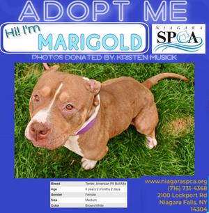 Marigold, American Pit Bull Terrier Mix, adult, available for adoption