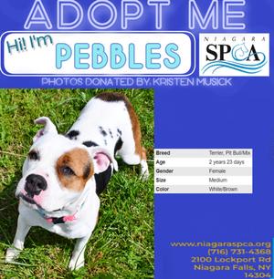 Pebbles, Pit Bull Terrier Mix, adult, available for adoption