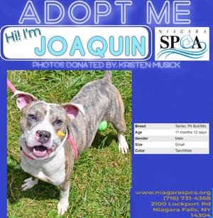 Joaquin, Pit Bull Terrier Mix, young, available for adoption