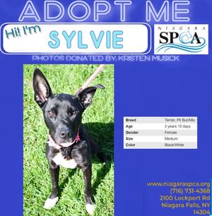 A black and white dog named Sylvie sitting on grass, with a blue background and text about adoption details.