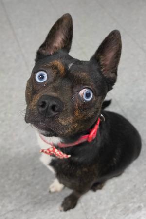 Shadow, Rat Terrier and Siberian Husky, young, available for adoption