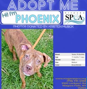 Phoenix, Pit Bull Terrier Mix, young, available for adoption