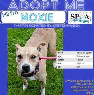 A brown and white dog with a pink collar standing on grass. The dog is looking at the camera. The image has text that reads "ADOPT ME" and "Hi! I'm MOXIE". The text also includes information about the dog's breed, age, gender, size, and color.