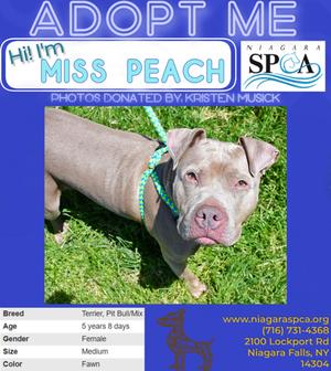 Miss Peach, Pit Bull Terrier Mix, adult, available for adoption