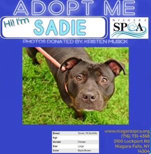 Sadie, Pit Bull Terrier Mix, adult, available for adoption