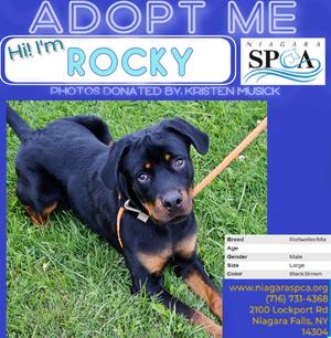 A black and tan dog named Rocky lying on grass, with a stick nearby. The image includes text promoting adoption and contact information for Niagara SPCA.