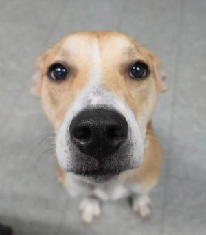 A close-up of a dog looking up at the camera with big, expressive eyes.