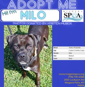 A black dog named Milo with a white patch on his chest, standing on grass. The image is a promotional photo for adoption, with text indicating he is a Pit Bull mix, 2 years and 2 months old, male, and medium in size. The photo is donated by Kristen Musick, and the contact information for Niagara SPCA is provided.