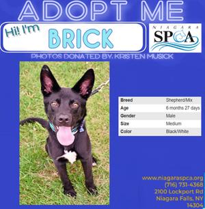 Brick, German Shepherd Dog Mix, young, available for adoption