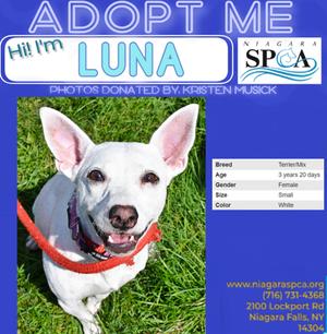 Luna, Terrier Mix, adult, available for adoption
