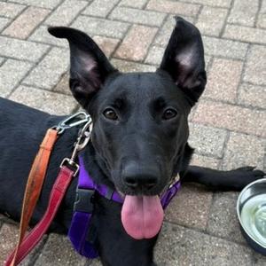 Buttered Popcorn, Retriever, Black Labrador, adult, available for adoption