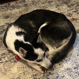 Arabelle - Home to Home, Husky, adult, available for adoption