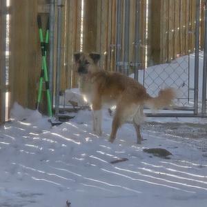 a dog standing in the snow