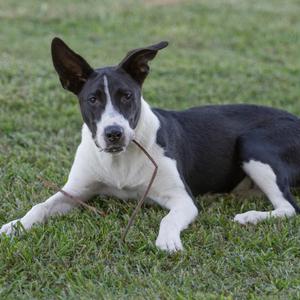 A black and white dog lying on grass with a stick in its mouth