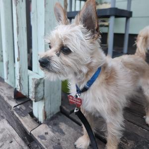 A small, light-colored dog with a blue collar and a red tag stands on a wooden deck, looking to the side.