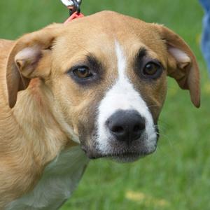Close-up of a brown and white dog with floppy ears and a black nose, standing on grass.