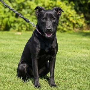 Brittany, Retriever, Black Labrador, adult, available for adoption