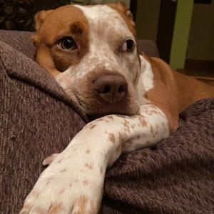 Bentley - Home to Home, Boxer, senior, available for adoption