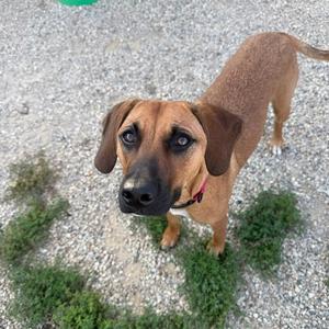 Chelsea, Beagle, adult, available for adoption